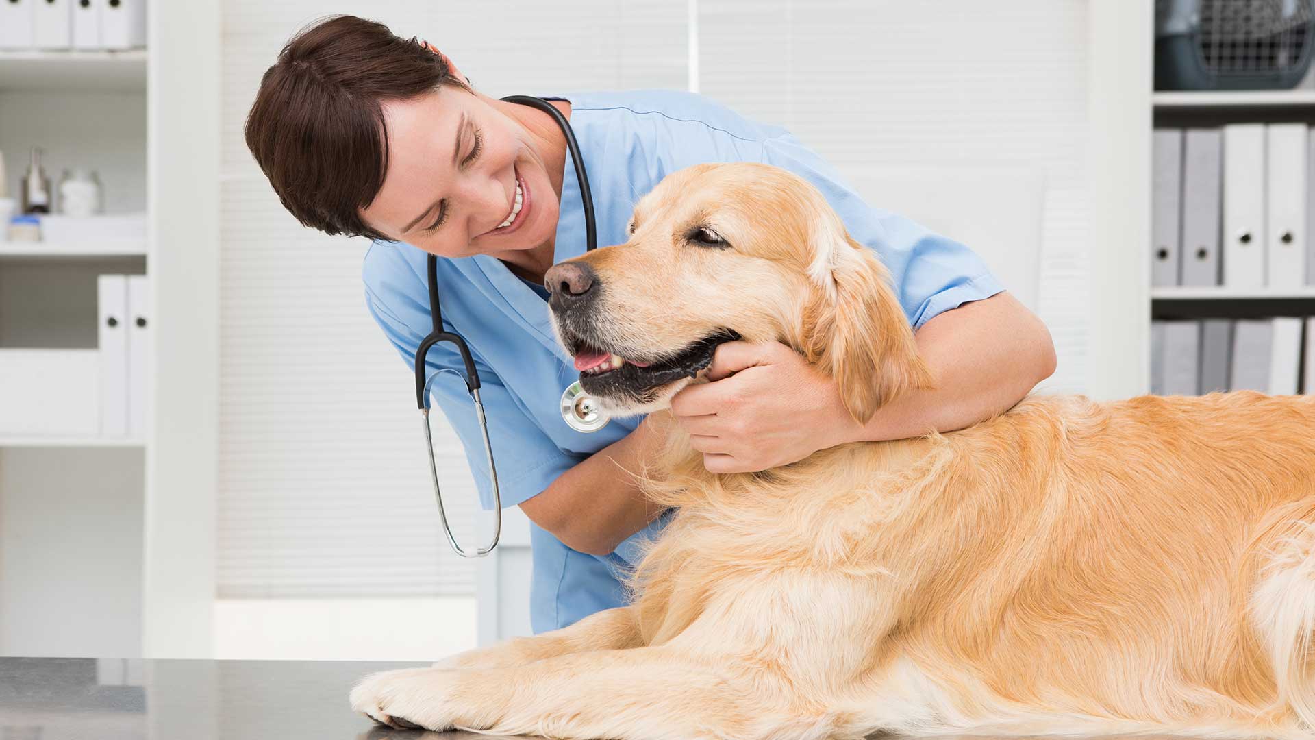 Pet-shop-in-North-Paravur,Veterinary-services-in-North-Paravur,Grooming-in-North-Paravur,Pet-shop-in-Ernakulam,Veterinary-services-in-Ernakulam,Surgery-in-Ernakulam,Surgery-in-North-paravur,Grooming-in-Ernakulam,Pet-shop-in-Kodungallur,Veterinary-services-in-Kodungallur,Surgery-in-Kodungallur,Grooming-in-Kodungallur