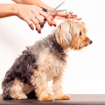 Pet-shop-in-North-Paravur,
Veterinary-services-in-North-Paravur,Grooming-in-North-Paravur,Pet-shop-in-Ernakulam,Veterinary-services-in-Ernakulam,Surgery-in-Ernakulam,Surgery-in-North-paravur,Grooming-in-Ernakulam,Pet-shop-in-Kodungallur,Veterinary-services-in-Kodungallur,Surgery-in-Kodungallur,Grooming-in-Kodungallur